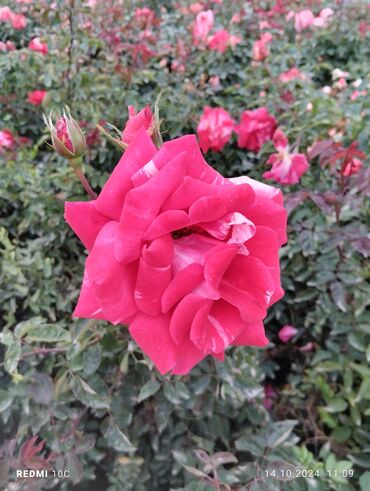 Садовые цветы и кустарники: Саженцы цветка: Розы — 12