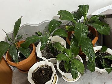 Комнатные растения: Спатифиллум (Spathiphyllum) — комнатные растения в горшках. 5 шт — 1