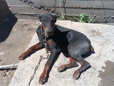охотничии собаки: Продаю собаку доберман 1,5 года обрезан хвост и уши