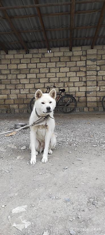 golden it cinsi: Akita-inu, 8 ay, Dişi — 2