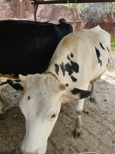 быки голштин: Продаю | Корова (самка) | Голштин | Для молока