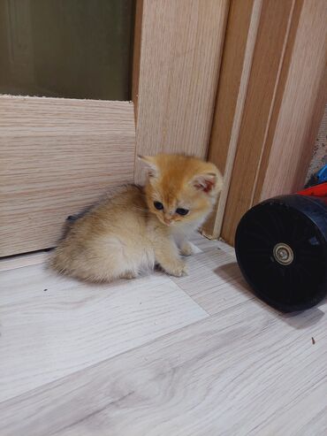 Pişiklər: Qızıl şinşilla, Erkək, Dişi, Yaxşı əllərə, Ünvandan götürmə — 15