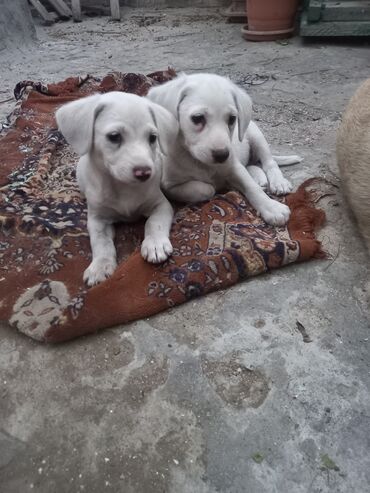 İtlər: 1 ay, Erkek, Peyvəndli, Ünvandan götürmə