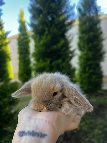 dovşam: 🐰 1 aylıq Safqan Holland Lop balası satılır ✅ 1 aylıqdır ✅ Safqan — 1