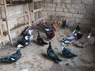 Ördəklər: Satılır: ördək və toyuq/quzuqoyun qarışıq həyət quşları - Növlər — 9