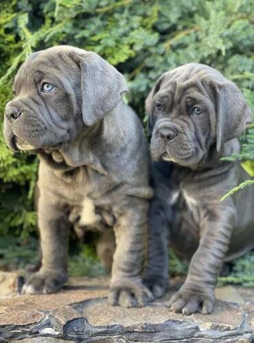 Psi: Ako tražite vernog člana porodice, obratite se nama i postanite — 17