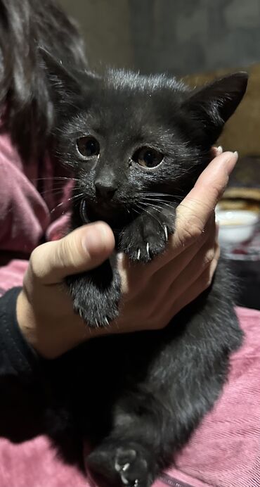 возьму кошку в добрые руки: Мышык бекер берилет: Породасыз, 2 айлык, Ургаачы