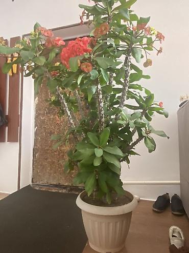 молочай цветы: Молочай Миля (Euphorbia milii) — крупный куст в напольном горшке. - — 5