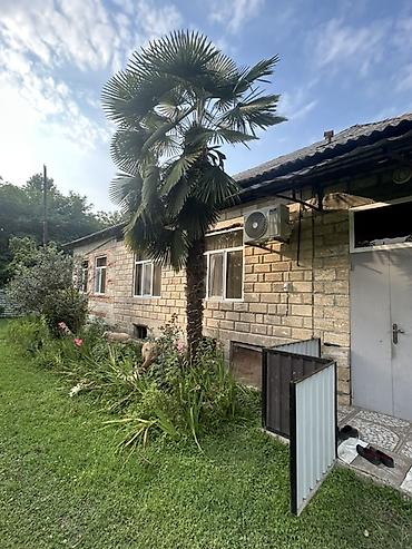 samovar satilir: Satış üçün: Tək gövdəli dekorativ palma ağacı (Trachycarpus tipli) — 1
