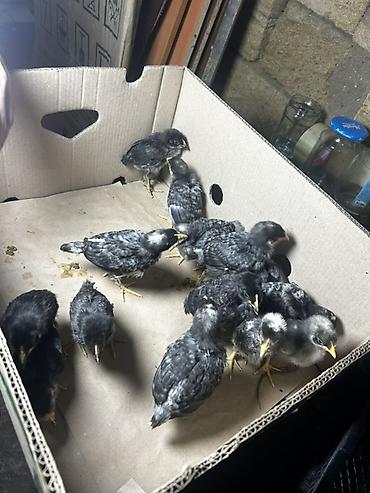 yumurtlayan toyuqlar satilir: Toyuq cücələri, Damazlıq, Ödənişli çatdırılma, Ünvandan götürmə — 3