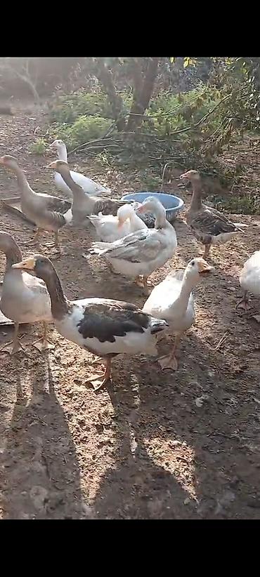 ən ucuz pişiklər: 6 aylıq yerli qazlar satılır tam sağlam kənd şərayitində böyudulub — 2