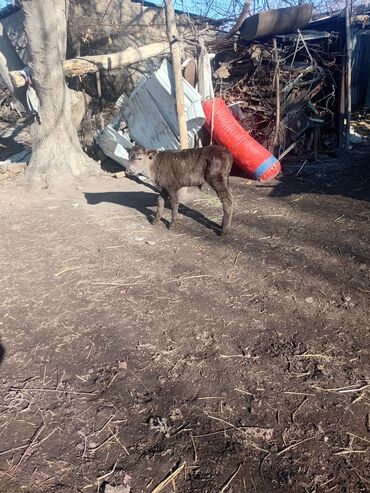 Коровы, быки: Продаю | Музоо, торпок | Полукровка | На откорм — 9