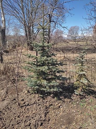 Балатылар: Голубая Ель, посадили в 2012 году или 13году — 1