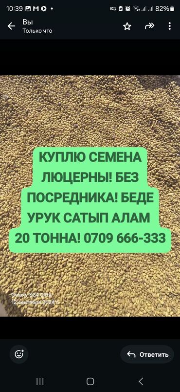 продаю вишня: Уруктар жана көчөттөр Өзү алып кетүү