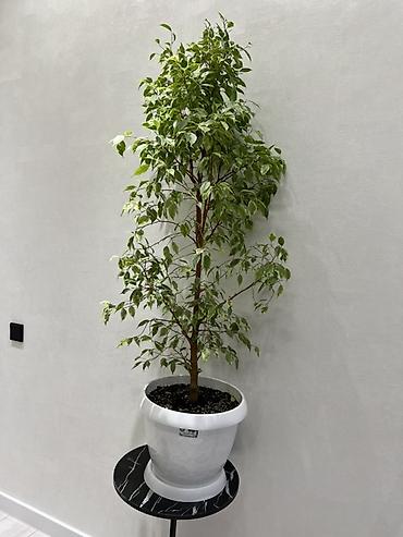 Диффенбахии: Комнатные растения в декоративных горшках - Диффенбахия крупнолистная — 44