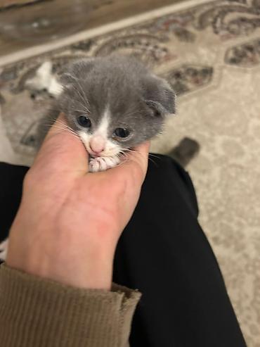 scottish fold satilir: Şotland yastı qulaq — 4