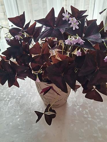 epimedium bitkisi satisi: Ev dibçəyi 25 — 8