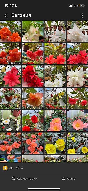 Другие виды семян и саженцев: Бегония, есть разные сорта — 10