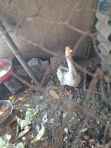 karella quslari: Məhsul: Qazlar (cüt) Təsvir: - Şəkillərdə görünən iki baş qaz — 2