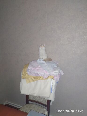 Pişiklər: Şotland yastı qulaq, Yaxşı əllərə — 8