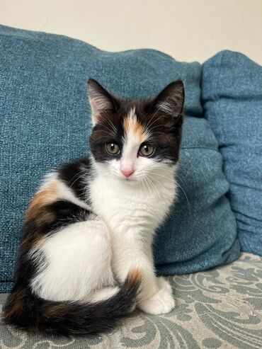 razvivajushhie igrushki ot 2 let: Трёхцветный котёнок.Девочка.2 месяца. Котёнок кот кошка котята kitten