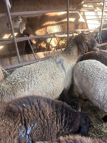 Продам с/х животных: Продаю | Овца (самка), Баран (самец) | На забой, Для разведения, Для шерсти — 7