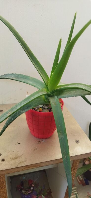 Aloe: Salam, fərqli dibçəklərdə orta ölçülü aloe vera bitkiləri 1 ədədi 6