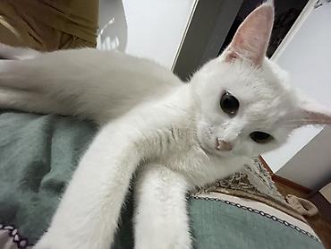 Животные: Белая короткошёрстная кошка - Окрас: сплошной белый, розовый нос и — 4