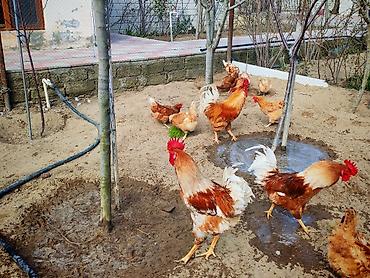 avstrolop yumurtasi: Toyuq, Yumurtalıq, Ünvandan götürmə — 6