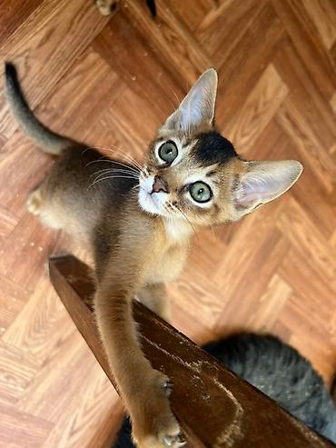 Мышыктар сатылат: 🐾 Абиссинские котята — очаровательные малыши в поисках любящих хозяев! — 10