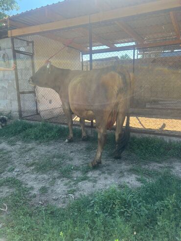 кара балта 3133 kg: Продаю | Корова (самка) | Полукровка | Для разведения, Для молока | Стельные