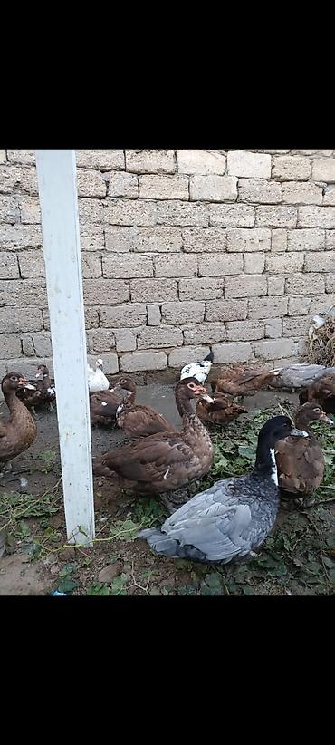 satlıq itlər: Ordekler satilir iki erkek 5 feredir fereler yumurtluyur artiq, 3 4 — 1