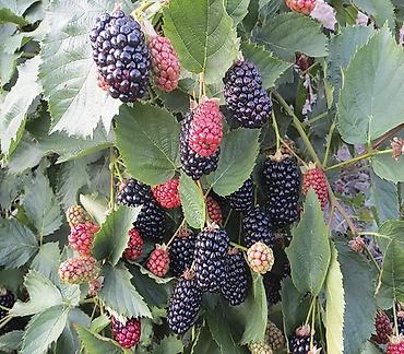 Другие виды семян и саженцев: Натчез Ежевика безшипная Рассада в горшках ЗКС Саженцы в наличии и — 2