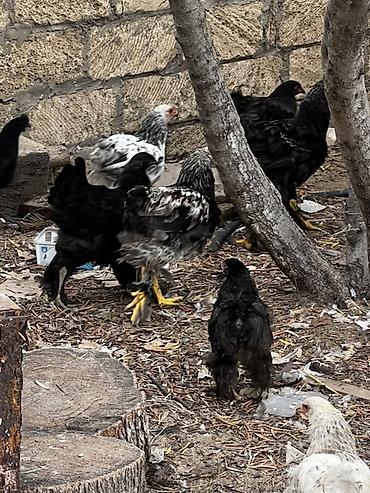 it bazari hardadi: Brahma cinsi dekorativ toyuqlar

4 ayliq fereler. Ve xoruzlar — 7