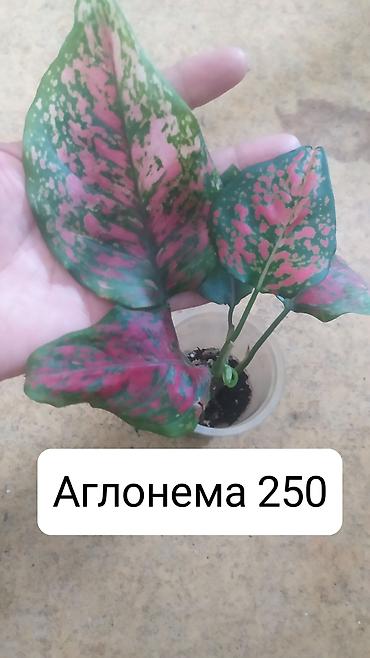 гипсофила: Продаю цветы — 4