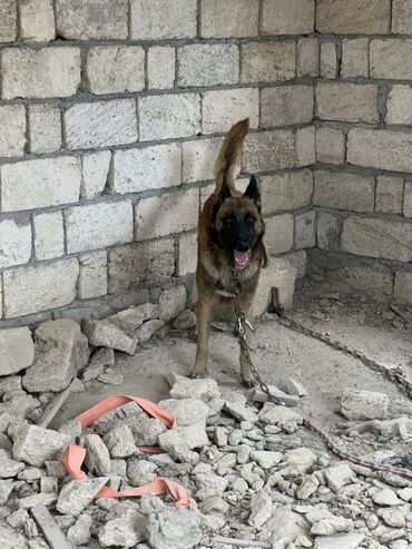 İtlər: Belçika çoban iti, 2 il, Erkek, Peyvəndli — 4