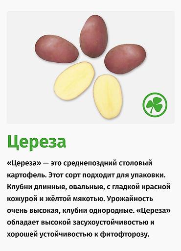 Картошка: Картошка Оптом — 7