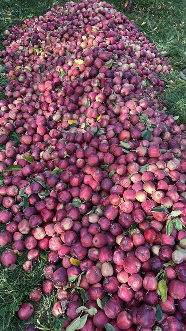 соки оптом бишкек: Алмалар Крипсон, Чекене