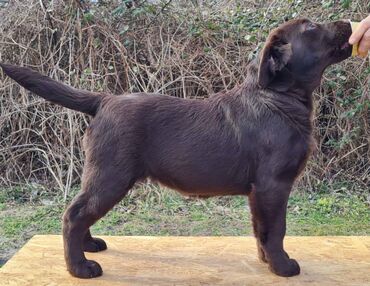 mesanac labradora: Izuzetna cokoladna štenad labrador retrivera oštenjena 2. Novembra