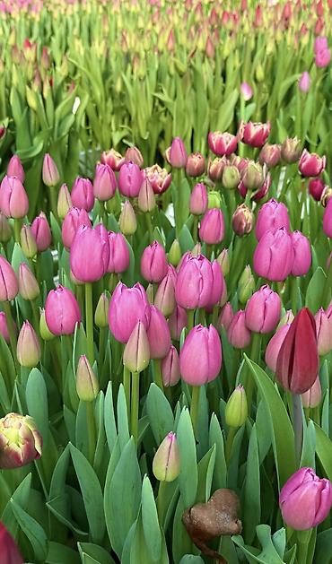 Цветы из бисера: Принимаем предзаказ тюльпанов!!! Успейте заказать!!! До 3 марта 110 — 9