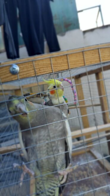 Tutuquşları: 2 disi 1 ərkek 1 yaşları var qefesle bir yerdə satılır qəfəsin uzunu — 9