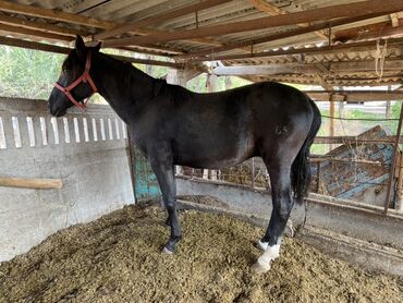 домик для кот: Сатам | Байтал