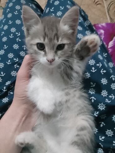 большая кошка: Кошка даром: Беспородная, 2 месяца, Девочка, Приучена к лотку