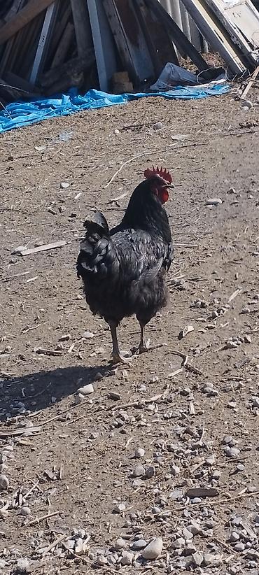Куры, петухи: Продаю | Петух | Для разведения — 1