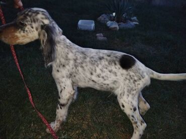 Psi: Na prodaju Štenad engleskog setera. Ovi predivni stenci su šampionskog — 10