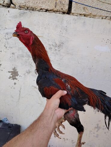 Atlar: Xoruz, Heyratı, il: 1, Ödənişli çatdırılma