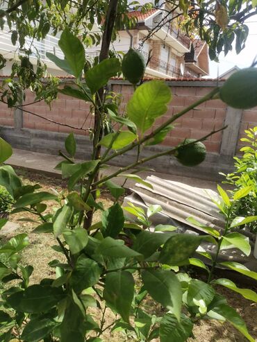 Limun: Stablo limuna, sa plodom, u cvetu. vise komada — 2