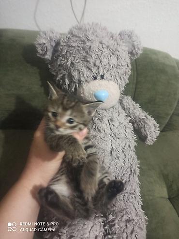 Отдам даром: Мальчики 🐈🐈в добрые руки родились 9 августа к лотку приучаються кушают — 1
