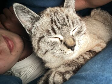Отдам даром кошку: Кошка даром: Тайская, 4 месяца, Девочка, Приучена к лотку