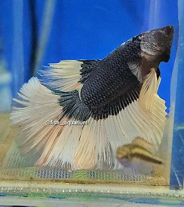 Рыбы: Уточняйте наличие. Шикарные самцы петушки! Цены разные. Рыбка — 6